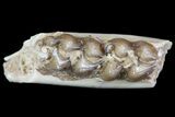 Oligocene Ruminant (Leptomeryx) Jaw Section #70084-1